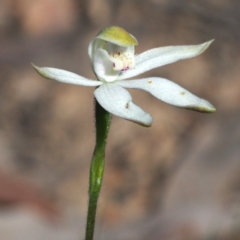 Caladenia moschata at Canberra Central, ACT - suppressed