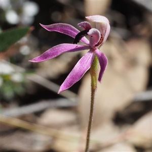 Caladenia congesta at Point 5805 - suppressed