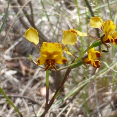 Diuris semilunulata (Late Leopard Orchid) at Jerrabomberra, ACT - 7 Nov 2016 by Mike