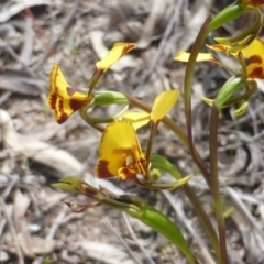 Diuris semilunulata at Jerrabomberra, ACT - suppressed