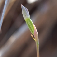 Thelymitra sp. (A Sun Orchid) at Black Mountain - 6 Nov 2016 by David