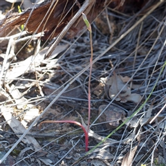 Thelymitra sp. at Point 5805 - 7 Nov 2016