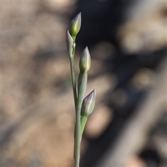 Thelymitra sp. at Point 5805 - 7 Nov 2016