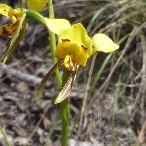 Diuris sulphurea at Wanniassa Hill - 7 Nov 2016