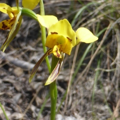 Diuris sulphurea (Tiger Orchid) at Wanniassa Hill - 7 Nov 2016 by Mike