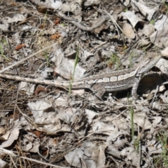 Amphibolurus muricatus (Jacky Lizard) at Isaacs Ridge and Nearby - 7 Nov 2016 by Mike