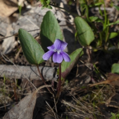 Viola betonicifolia (Mountain Violet) at Tralee, NSW - 5 Nov 2016 by RomanSoroka
