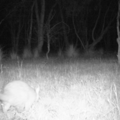 Trichosurus vulpecula (Common Brushtail Possum) at Mulligans Flat - 6 Nov 2016 by MulligansFlat1