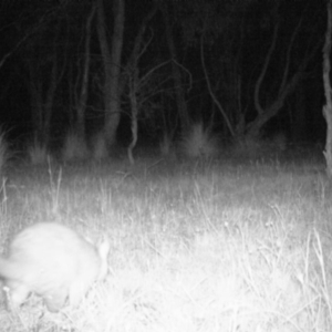 Trichosurus vulpecula at Gungahlin, ACT - 7 Nov 2016 12:00 AM