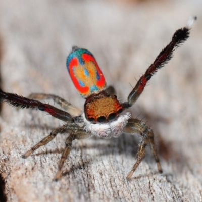 Maratus pavonis (Dunn's peacock spider) at Cotter River, ACT - 16 Nov 2012 by Harrisi