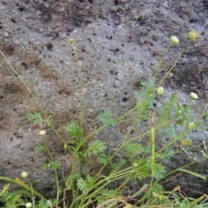 Cotula australis at Point Hut to Tharwa - 28 Oct 2016