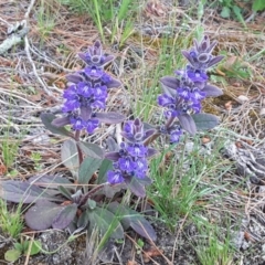 Ajuga australis (Austral Bugle) at Isaacs Ridge and Nearby - 7 Nov 2016 by Mike