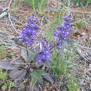 Ajuga australis at Isaacs, ACT - 8 Nov 2016