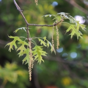 Quercus palustris at Gordon, ACT - 28 Oct 2016 07:43 PM