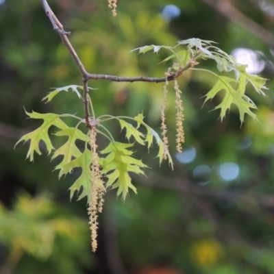 Quercus palustris (Pin Oak) at Point Hut to Tharwa - 28 Oct 2016 by michaelb