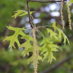 Quercus palustris at Gordon, ACT - 28 Oct 2016