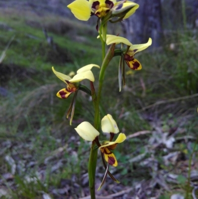 Diuris sulphurea (Tiger Orchid) at Banks, ACT - 7 Nov 2016 by mholling