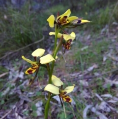 Diuris sulphurea at Banks, ACT - 8 Nov 2016