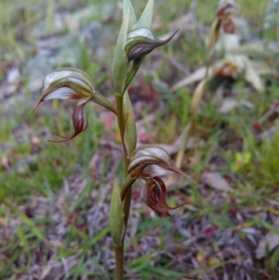 Oligochaetochilus hamatus (Southern Hooked Rustyhood) at Conder, ACT - 7 Nov 2016 by mholling