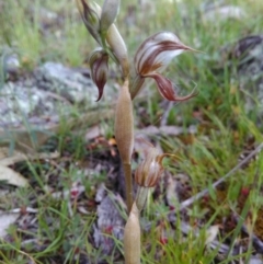 Oligochaetochilus hamatus at Conder, ACT - 8 Nov 2016