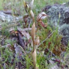 Oligochaetochilus hamatus at Conder, ACT - 8 Nov 2016