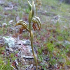 Oligochaetochilus hamatus at Conder, ACT - 8 Nov 2016