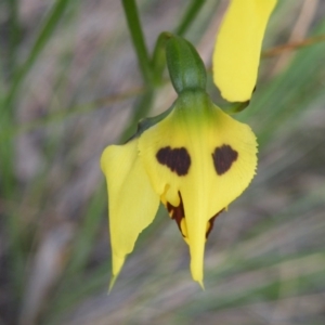 Diuris sulphurea at Point 5816 - suppressed