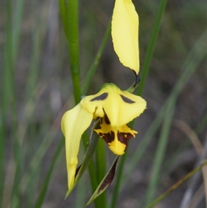 Diuris sulphurea at Point 5816 - suppressed