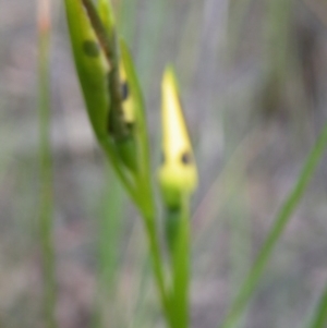 Diuris sulphurea at Point 5816 - suppressed