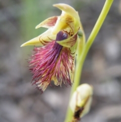 Calochilus montanus (Copper Beard Orchid) at Black Mountain - 7 Nov 2016 by Ryl