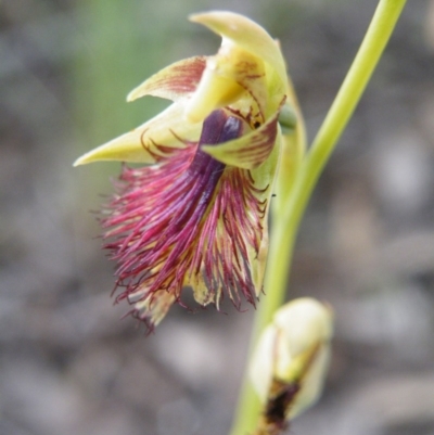 Calochilus montanus (Copper Beard Orchid) at Acton, ACT - 7 Nov 2016 by Ryl