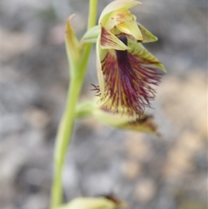 Calochilus montanus at Point 5816 - suppressed