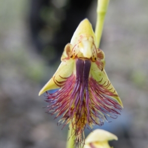 Calochilus montanus at Point 5816 - suppressed