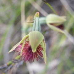 Calochilus montanus at Point 5816 - suppressed