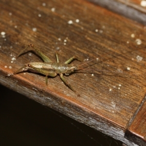 Austrosalomona sp. (genus) at Tathra Public School - 7 Nov 2016