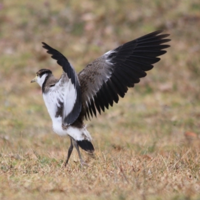 Vanellus miles (Masked Lapwing) at Tathra Public School - 6 Nov 2016 by KerryVance