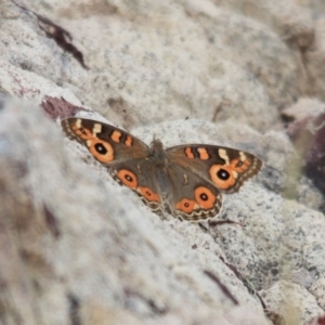 Junonia villida at Tathra, NSW - 7 Nov 2016