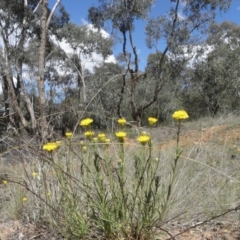 Rutidosis leptorhynchoides (Button Wrinklewort) at Yarralumla, ACT - 12 Nov 2011 by MatthewFrawley