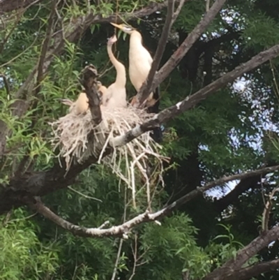 Anhinga novaehollandiae (Australasian Darter) at Lake Burley Griffin West - 8 Nov 2016 by mel