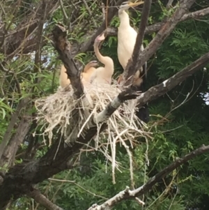 Anhinga novaehollandiae at Acton, ACT - 8 Nov 2016 12:44 PM