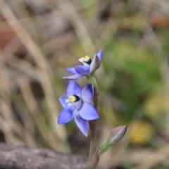 Thelymitra sp. (A Sun Orchid) at Mount Majura - 7 Nov 2016 by petersan