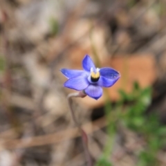 Thelymitra sp. at Canberra Central, ACT - 8 Nov 2016