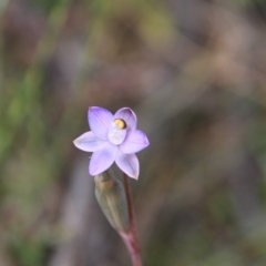 Thelymitra (Genus) (Sun Orchid) at Canberra Central, ACT - 8 Nov 2016 by petersan
