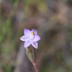 Thelymitra sp. (A Sun Orchid) at Canberra Central, ACT - 7 Nov 2016 by petersan