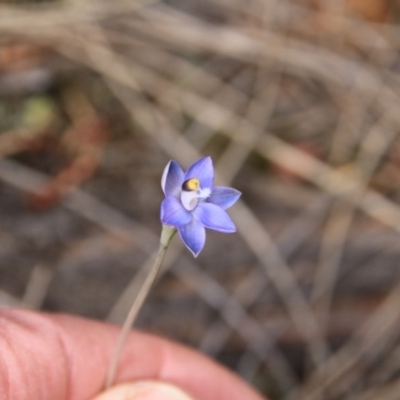 Thelymitra sp. (A Sun Orchid) at Mount Majura - 7 Nov 2016 by petersan