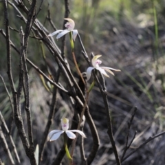 Caladenia moschata (Musky Caps) at Point 5813 - 3 Nov 2016 by ColinMacdonald