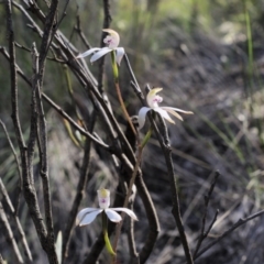 Caladenia moschata (Musky Caps) at Aranda, ACT - 2 Nov 2016 by ColinMacdonald