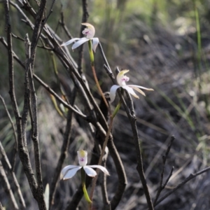 Caladenia moschata at Point 5813 - 3 Nov 2016