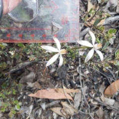 Caladenia moschata (Musky Caps) at O'Connor, ACT - 8 Nov 2016 by NickDaines