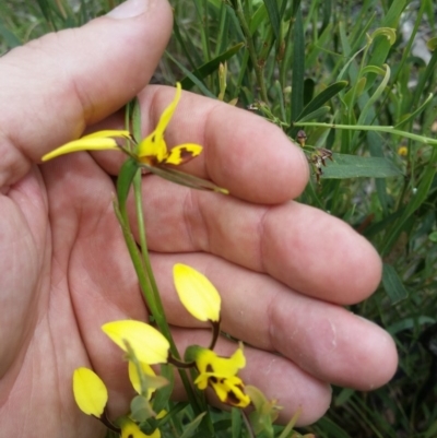 Diuris sulphurea (Tiger Orchid) at O'Connor, ACT - 8 Nov 2016 by NickDaines